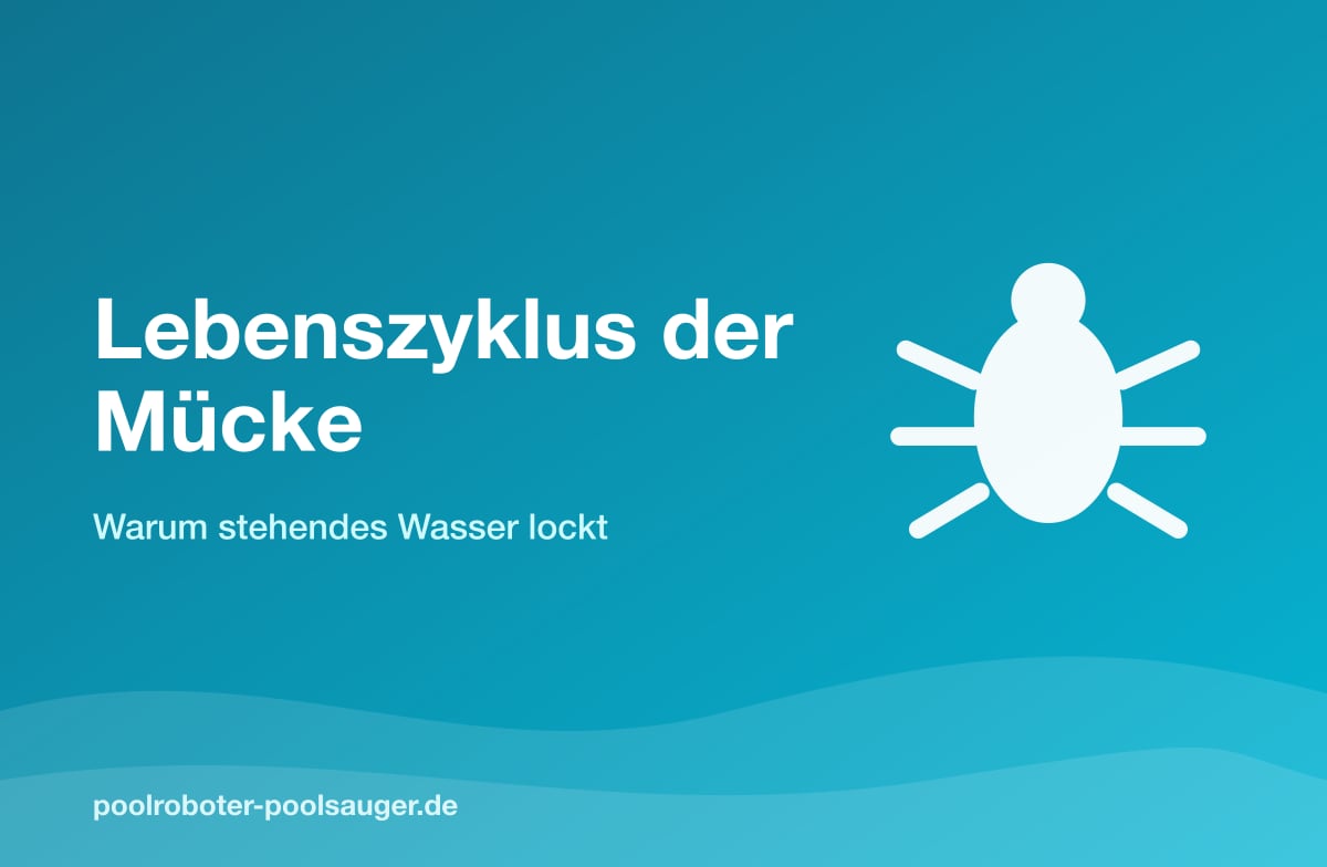 Lebenszyklus der Mücke: Warum stehendes Wasser lockt